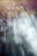 Sunbeams in dark and foggy autumn forest - stock photo