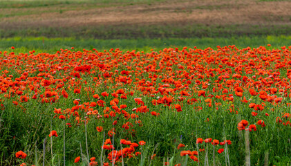 A field of red poppies in the countryside in Latvia.