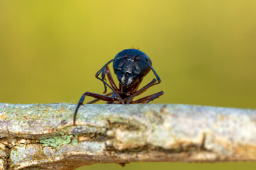 Beautiful Strong jaws of red ant close-up