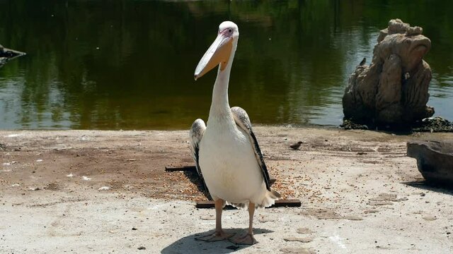 A lone pelican stands near a pond. Big bird with a large beak pelican close-up.
