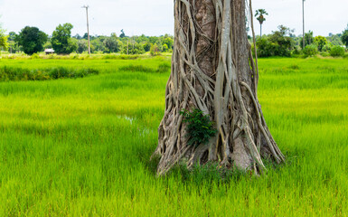 The  part of largest tree On the rice field, on a natural background.With the root of the parasite wrapped around the tree.Nature conservation concepts.