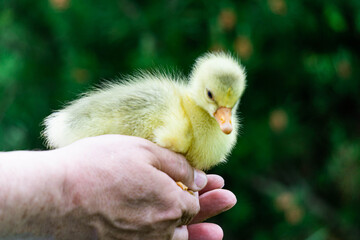 Yellow chick duckling in the hands of a farmer.