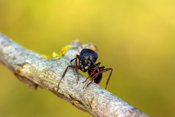 Beautiful Strong jaws of red ant close-up