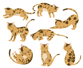 ベンガル　線無し