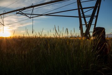 Focus on the ears of ripe wheat in which the wheel of the feeding system can be seen. Above the field is the sunset and the blue sky.