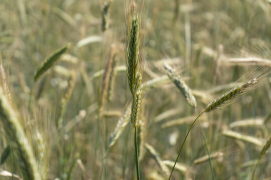 Spikelets of ripened wheat in the field