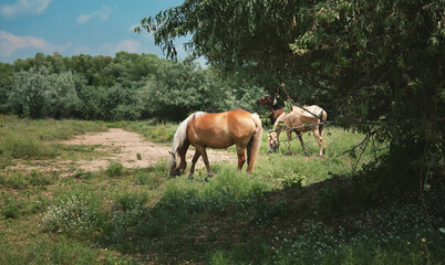Naklejka na ściany i meble Horses grazing on the meadow