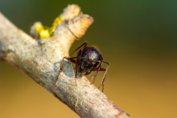 Beautiful Strong jaws of red ant close-up