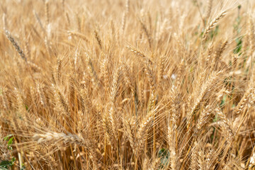 Ripe spikelets of wheat in the field