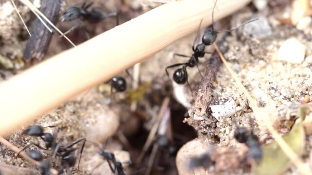Aphaenogaster spinosa ants come out of the nest looking for food