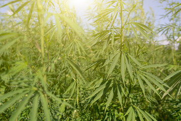 Large marijuana plantation, canabis bud