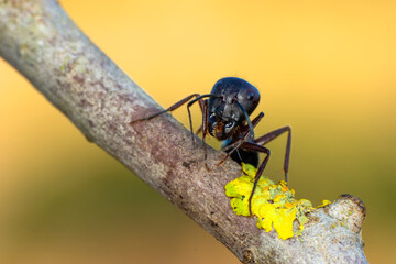 Beautiful Strong jaws of red ant close-up