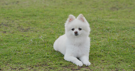 White pomeranian dog on grass