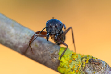Beautiful Strong jaws of red ant close-up