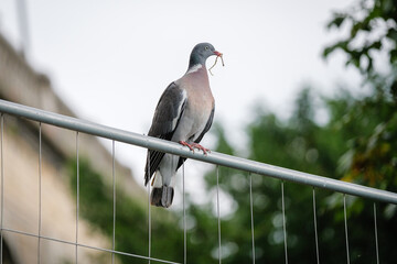 le pigeon et sa brindille