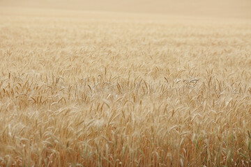  Field of mature wheat background. Harvest concept. Selective focus