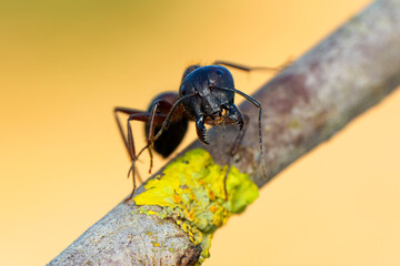 Beautiful Strong jaws of red ant close-up