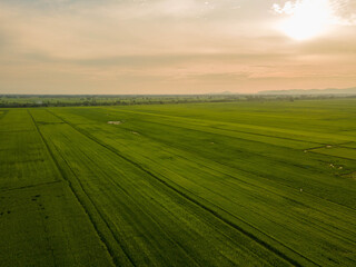 Obraz premium Green paddy field during golden hour
