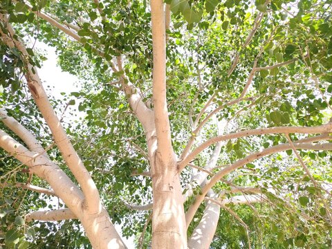 Ficus religiosa (Peepal) tree branches and leaves