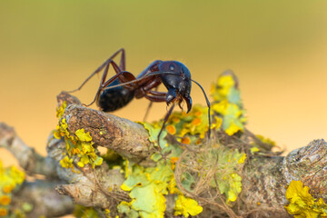 Beautiful Strong jaws of red ant close-up