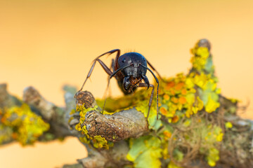 Beautiful Strong jaws of red ant close-up
