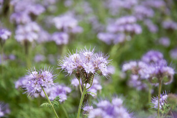 Phacelia tanacetifolia is a species of phacelia known by the names lacy phacelia, blue tansy or purple tansy. Phacelia Plantation in the summer. Pink, purple Facelia in the field. Honey culture.