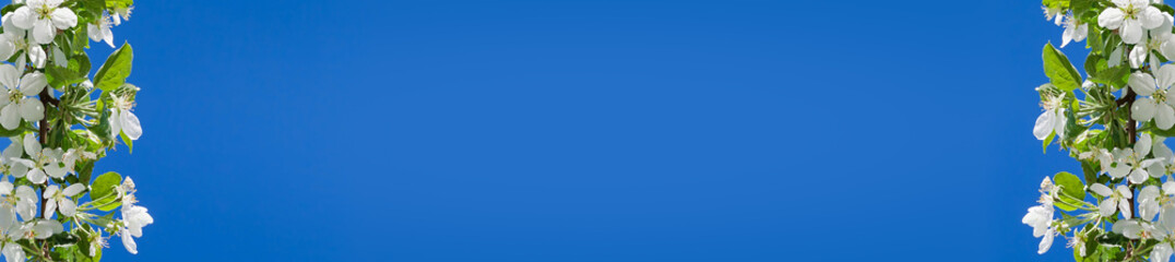 A blooming branch of apple tree on sky background