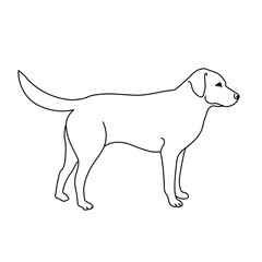 Labrador dog line drawing. Minimalistic style for logo, icons, emblems, template, badges. Isolated on white background. Vector illustration