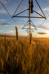 Sunset over a field of ripe wheat. The grain is ripe and ready for harvest and above you can see the irrigation system.