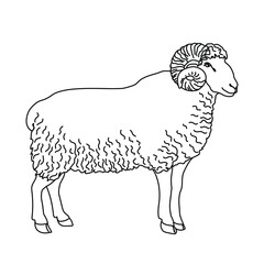 Ram line drawing. Minimalistic style for logo, icons, emblems, template, badges. Isolated on white background. Vector illustration