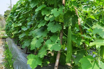 Fresh gourd angled on tree. Luffa acutangula in the agriculture farm land. Fresh vegetable