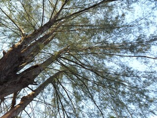 Big pine tree with many branches and leaves, taking high angle shot in the blue sky background