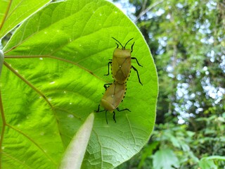 Insect in the forest, dark yellow wings breeding on green leaves