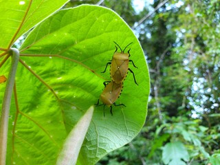 Insect in the forest, dark yellow wings breeding on green leaves