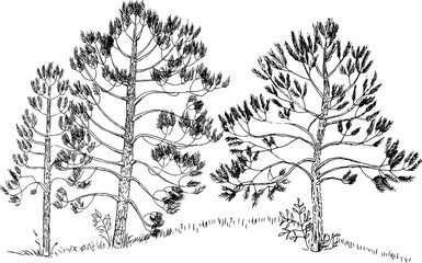 Vintage wild pine vector logo design, evergreen inspiration logo design - vector. Three pine trees.