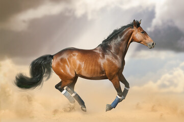 Beautiful bay horse running gallop on the wild in the dust