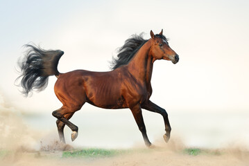 Obraz na płótnie Canvas Beautiful arabian stallion on freedom