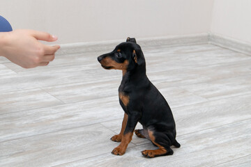 Woman is training a small dog at home. Dog take a reward