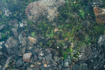 Nature background of green vegetation and stones in clear water. Underwater flora close-up. Natural texture of greenery on bottom of mountain lake after flood. Calm transparent water surface of lake.