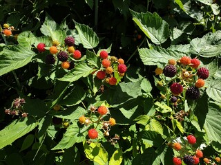 red berries in the garden