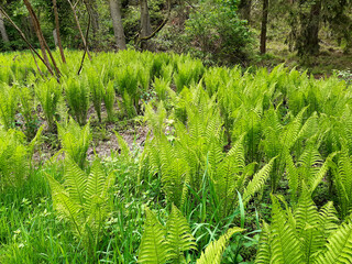 fern up to 120 cm high with large sword shaped leaves arranged in a funnel shaped rosette. upright...