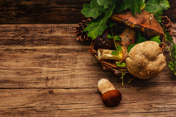 Fresh forest mushrooms. Assorted gourmet porcini and boletus, oak leaves