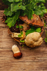 Fresh forest mushrooms. Assorted gourmet porcini and boletus, oak leaves