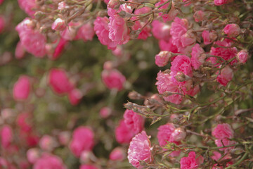 pink cherry blossom