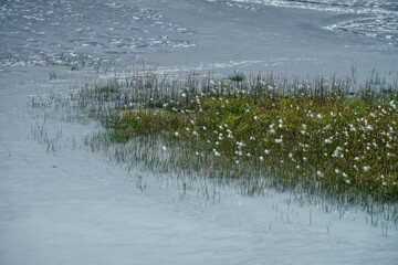 Green grass and many small fluffy flowers grows in silver water stream of mountain river. Nature background with gray mountain creek and green grasses. Natural backdrop with ripples on silver water.