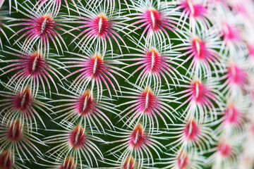 Marco close up Spines of a Rainbow Hedgehog Cactus or Echinocereus rigidissimus (Engelm.) Rose or Arizona Cactus Rainbow on natural background. © kaew6566