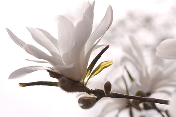 White Magnolia Flower on a branch isolated on white background with other white blurred flowers