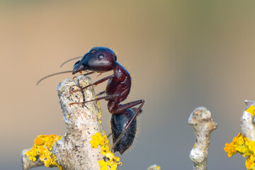 Beautiful Strong jaws of red ant close-up