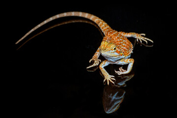Red leatherback smooth bearded dragon (Pogona vitticeps) australian lizard standing on isolated black background with reflections.