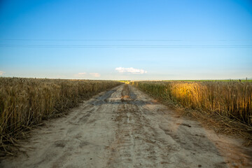 The road passes through a field where ripe wheat is. Behind is a blue sky